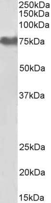 PathPlus™ FGA / Fibrinogen Alpha Antibody