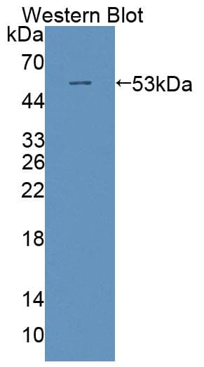 POLD1 Antibody (aa41-254)