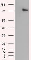 BHMT Antibody (clone OTI1E5)