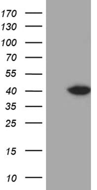 DTWD1 Antibody (clone OTI2C2, Carrier-free)