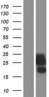 CLEC2D / OCIL / LLT1 Protein (Over-Expression Lysate Myc-DDK (Flag))