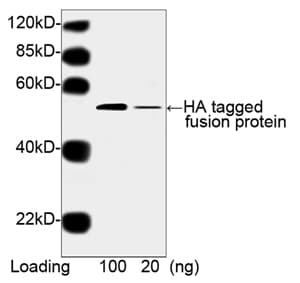 Hemagglutinin / HA Tag Antibody (clone 5E11D8, HRP)