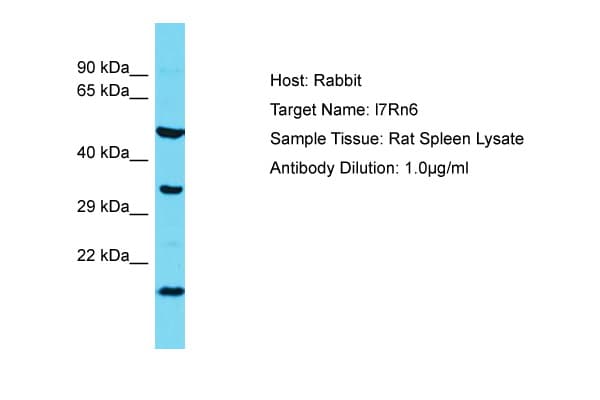C11orf73 Antibody (aa37-86)