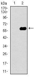 DCTN4 / Dynactin 4 Antibody (Amino Acid: 57-298, clone 3G9D7)