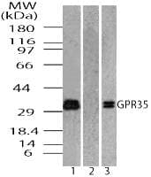 GPR35 Antibody (aa275-325)
