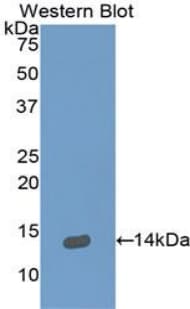 NRG2 Antibody (aa101-211, Biotin)