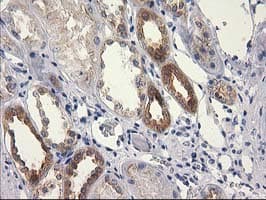 RTN4IP1 / NIMP Antibody (clone OTI3B2)