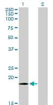 COXIV / COX4 Antibody (clone 4A10)