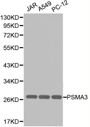 PSMA3 Antibody