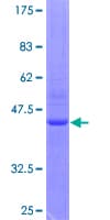 Human TTF / RHOH Protein (Recombinant GST)