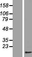 CDC26 Protein (Over-Expression Lysate Myc-DDK (Flag))