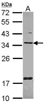 TXNDC1 / TMX1 Antibody (aa219-280)
