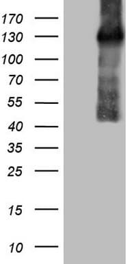 CSF2RB / CD131 Antibody (clone OTI2G6)