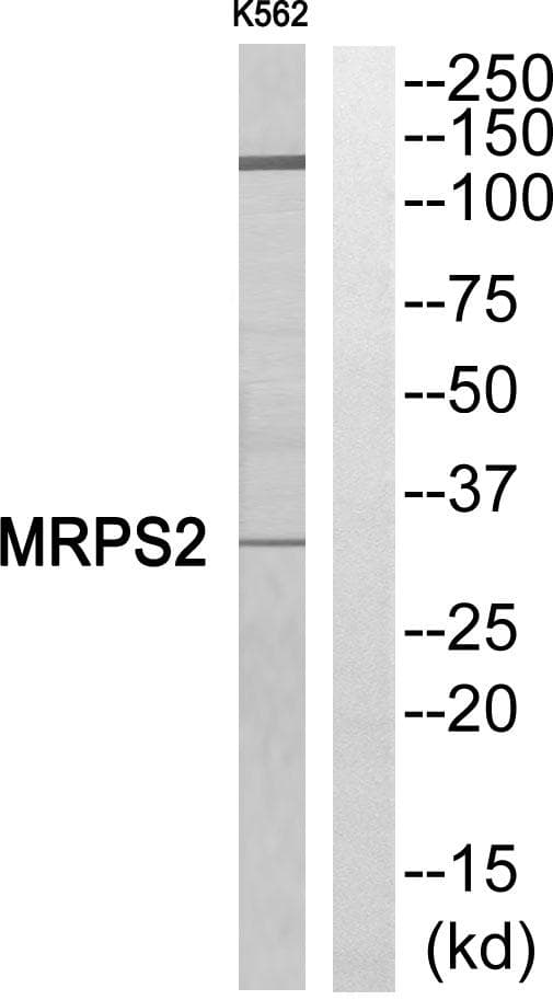 MRPS2 Antibody