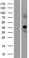 GDF1 Protein (Over-Expression Lysate Myc-DDK (Flag))