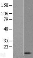 Human RNASEK Protein (Over-Expression Lysate Myc-DDK (Flag))