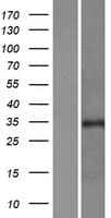 PURA / Pur-Alpha Protein (Over-Expression Lysate Myc-DDK (Flag))