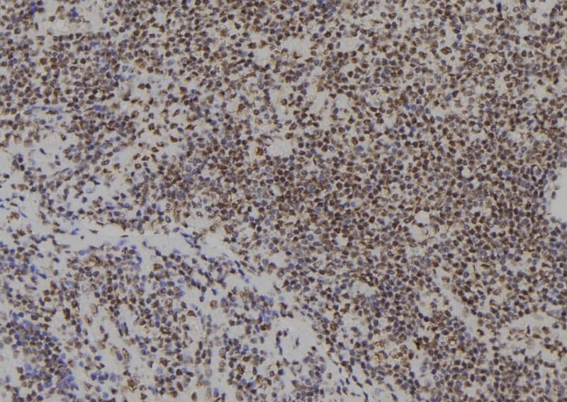 SIX4 Antibody