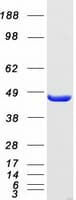 Human EIF4A1 Protein (Recombinant Myc-DDK (Flag))