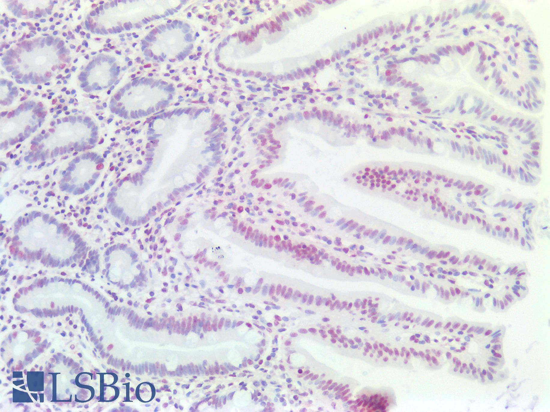 PathPlus™ EP300 / p300 Antibody (aa1572-2371, clone RW128)