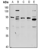 Complement C1R Antibody