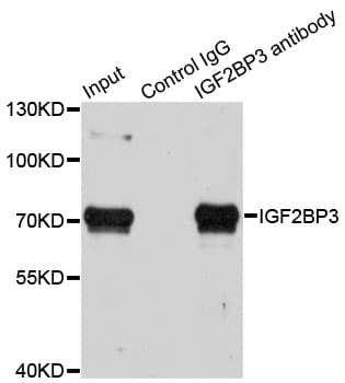IMP-3 / IGF2BP3 Antibody