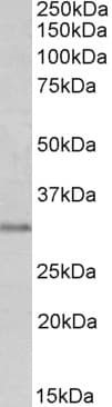 IHC-plus™ MSX1 Antibody (aa8-19)