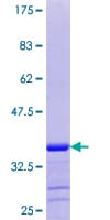 Human GNG8 Protein (Recombinant GST)