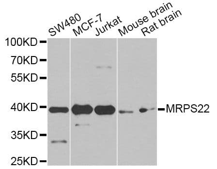 MRPS22 Antibody