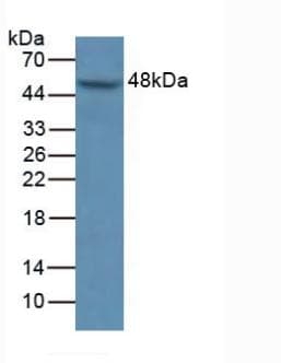 MAPK9 / JNK2 Antibody (aa130-387)