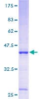 Human INO80C Protein (Recombinant GST)