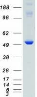 Human CAMK2D / CaMKII Delta Protein (Recombinant Myc-DDK (Flag))