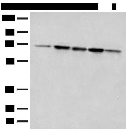 ACSF2 Antibody