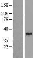 Human TEF Protein (Over-Expression Lysate Myc-DDK (Flag))