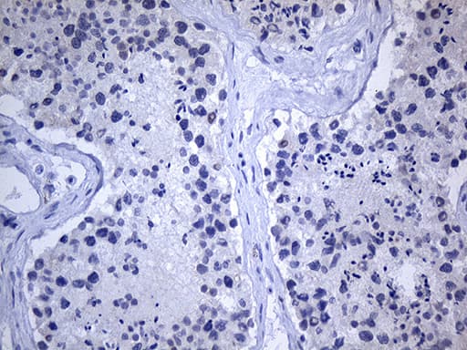 GH2 Antibody (clone OTI5B11)