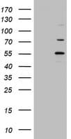 TIPIN Antibody (clone OTI1A3, Carrier-free)