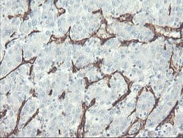 PECAM-1 / CD31 Antibody (clone OTI3G4)