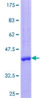 Human CCL23 / MIP3 Protein (Recombinant GST)