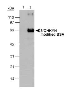 3-OHKYN Antibody (clone P3UI, DY488)
