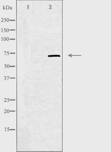 TRIM25 Antibody