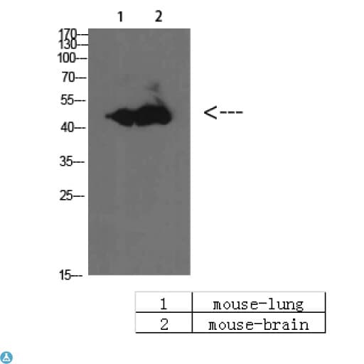 BMP10 Antibody