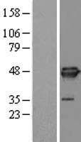 EIF4A3 Protein (Over-Expression Lysate Myc-DDK (Flag))