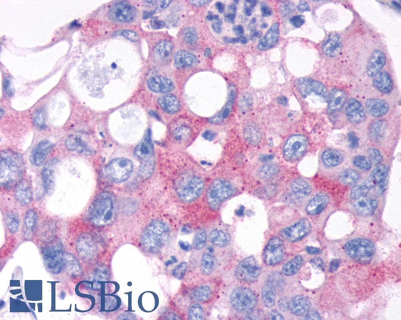 PathPlus™ TAS1R2 / T1R2 Antibody (N-Terminus)