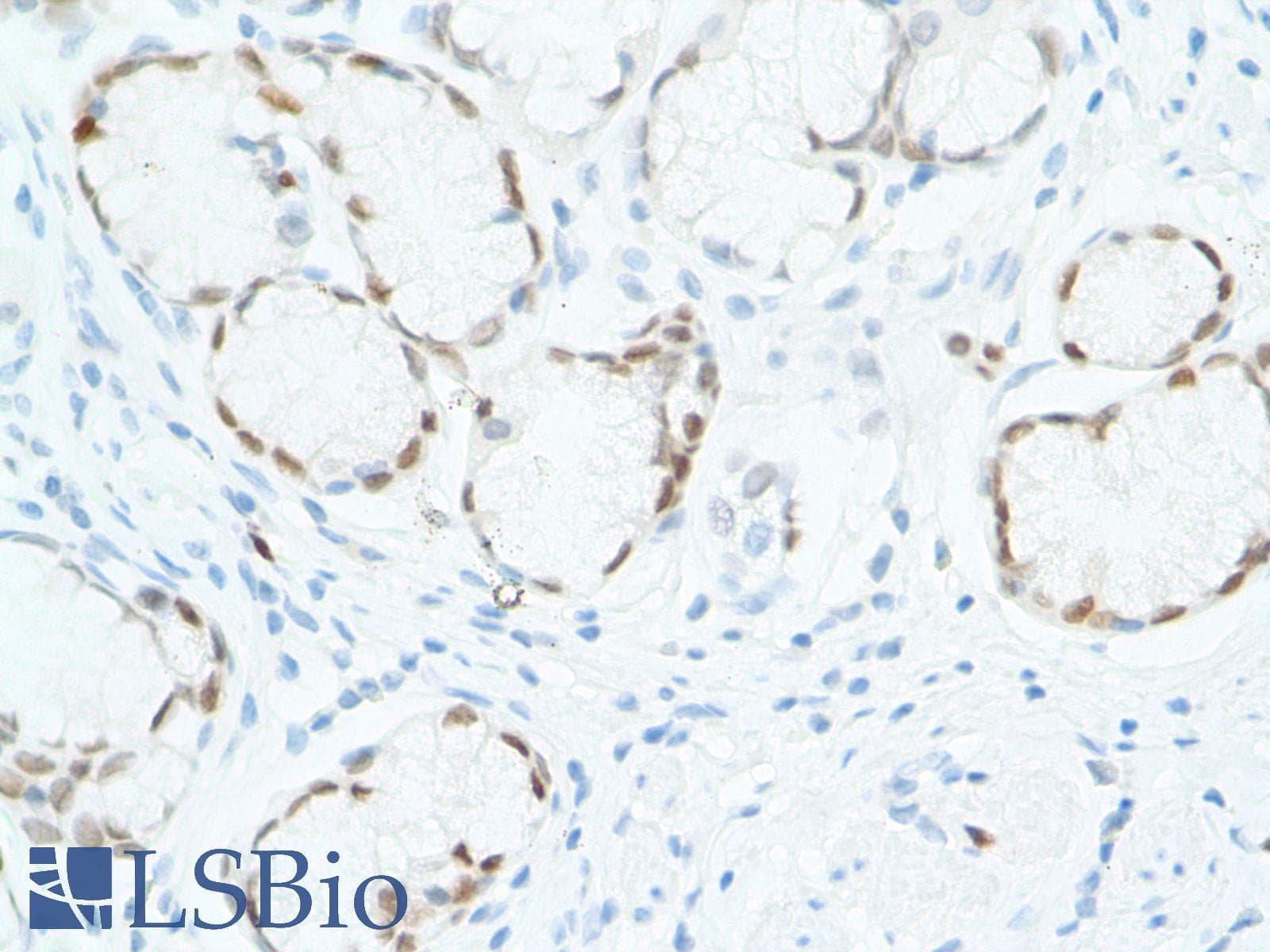 SOX2 Antibody (N-Terminus, clone SP76)