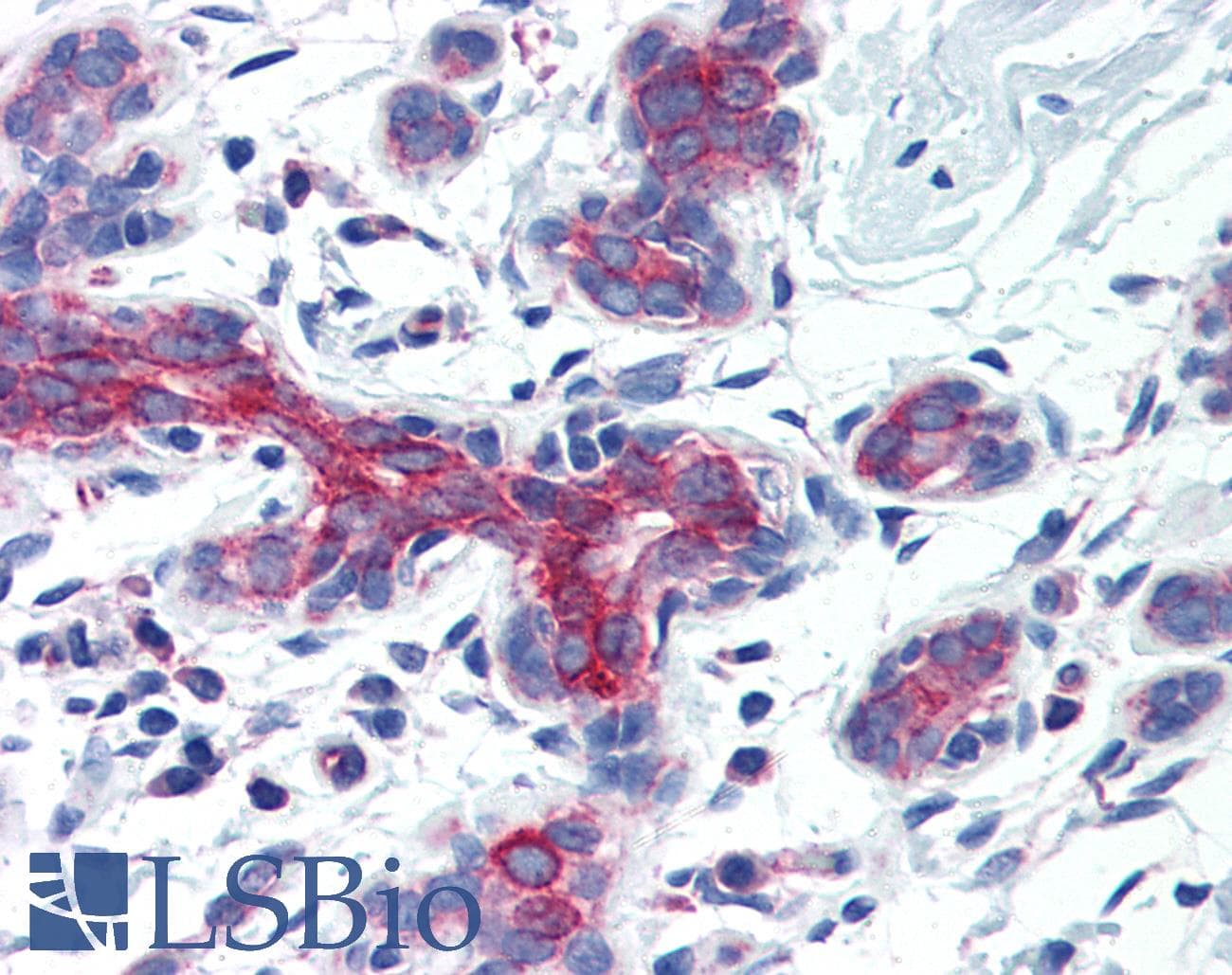 IHC-plus™ Polyclonal Rabbit anti-Human AIFM3 Antibody (IHC, WB)
