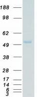Human MAPK10 / JNK3 Protein (Recombinant Myc-DDK (Flag))
