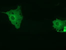 MTMR14 Antibody (clone OTI9G9)