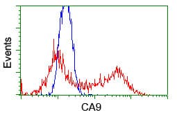 Monoclonal Mouse anti-Human CA9 / Carbonic Anhydrase IX Antibody (clone OTI1G7, IHC, WB)