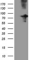 OSBPL11 Antibody (clone OTI7B3)