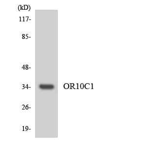 Polyclonal Rabbit anti-Human OR10C1 Antibody (aa45-94, WB)